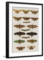 Insects, Seba's Thesaurus, 1734-Science Source-Framed Giclee Print