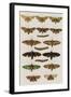 Insects, Seba's Thesaurus, 1734-Science Source-Framed Giclee Print