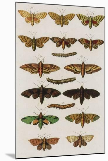 Insects, Seba's Thesaurus, 1734-Science Source-Mounted Giclee Print