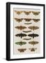 Insects, Seba's Thesaurus, 1734-Science Source-Framed Giclee Print