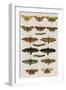 Insects, Seba's Thesaurus, 1734-Science Source-Framed Giclee Print