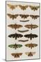 Insects, Seba's Thesaurus, 1734-Science Source-Mounted Giclee Print