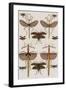 Insects, Seba's Thesaurus, 1734-Science Source-Framed Giclee Print