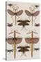 Insects, Seba's Thesaurus, 1734-Science Source-Stretched Canvas