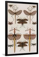 Insects, Seba's Thesaurus, 1734-Science Source-Framed Giclee Print