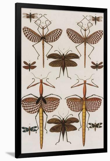 Insects, Seba's Thesaurus, 1734-Science Source-Framed Giclee Print