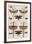 Insects, Seba's Thesaurus, 1734-Science Source-Framed Giclee Print