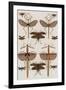 Insects, Seba's Thesaurus, 1734-Science Source-Framed Giclee Print