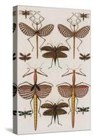 Insects, Seba's Thesaurus, 1734-Science Source-Stretched Canvas