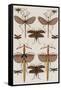 Insects, Seba's Thesaurus, 1734-Science Source-Framed Stretched Canvas