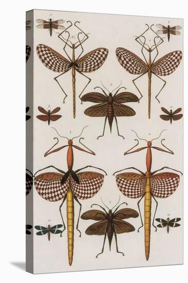 Insects, Seba's Thesaurus, 1734-Science Source-Stretched Canvas