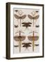 Insects, Seba's Thesaurus, 1734-Science Source-Framed Giclee Print