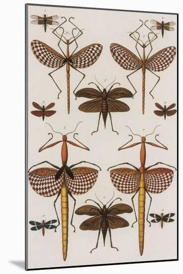 Insects, Seba's Thesaurus, 1734-Science Source-Mounted Giclee Print