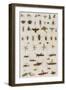 Insects, Seba's Thesaurus, 1734-Science Source-Framed Premium Giclee Print