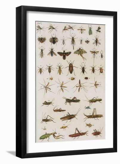 Insects, Seba's Thesaurus, 1734-Science Source-Framed Premium Giclee Print