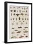 Insects, Seba's Thesaurus, 1734-Science Source-Framed Premium Giclee Print