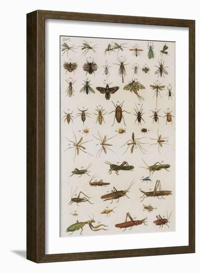 Insects, Seba's Thesaurus, 1734-Science Source-Framed Giclee Print