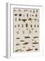 Insects, Seba's Thesaurus, 1734-Science Source-Framed Giclee Print