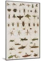 Insects, Seba's Thesaurus, 1734-Science Source-Mounted Giclee Print