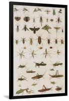 Insects, Seba's Thesaurus, 1734-Science Source-Framed Giclee Print