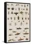 Insects, Seba's Thesaurus, 1734-Science Source-Framed Stretched Canvas