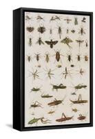 Insects, Seba's Thesaurus, 1734-Science Source-Framed Stretched Canvas