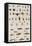 Insects, Seba's Thesaurus, 1734-Science Source-Framed Stretched Canvas