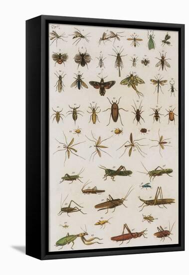 Insects, Seba's Thesaurus, 1734-Science Source-Framed Stretched Canvas