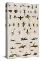 Insects, Seba's Thesaurus, 1734-Science Source-Stretched Canvas