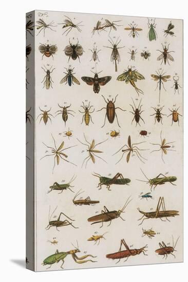 Insects, Seba's Thesaurus, 1734-Science Source-Stretched Canvas