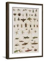 Insects, Seba's Thesaurus, 1734-Science Source-Framed Giclee Print