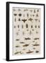 Insects, Seba's Thesaurus, 1734-Science Source-Framed Giclee Print