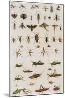 Insects, Seba's Thesaurus, 1734-Science Source-Mounted Giclee Print