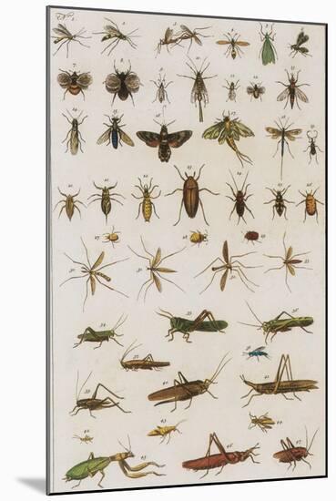 Insects, Seba's Thesaurus, 1734-Science Source-Mounted Giclee Print