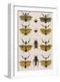 Insects, Seba's Thesaurus, 1734-Science Source-Framed Premium Giclee Print