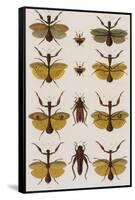 Insects, Seba's Thesaurus, 1734-Science Source-Framed Stretched Canvas