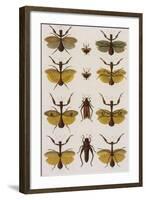 Insects, Seba's Thesaurus, 1734-Science Source-Framed Giclee Print