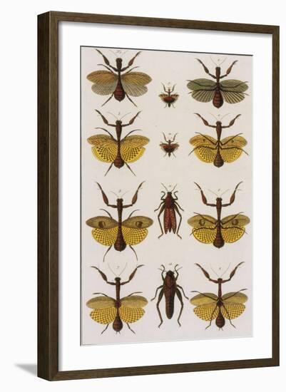 Insects, Seba's Thesaurus, 1734-Science Source-Framed Giclee Print