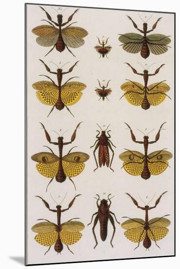 Insects, Seba's Thesaurus, 1734-Science Source-Mounted Giclee Print