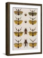 Insects, Seba's Thesaurus, 1734-Science Source-Framed Giclee Print