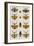 Insects, Seba's Thesaurus, 1734-Science Source-Framed Giclee Print