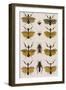 Insects, Seba's Thesaurus, 1734-Science Source-Framed Giclee Print