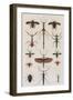 Insects, Seba's Thesaurus, 1734-Science Source-Framed Giclee Print