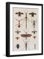 Insects, Seba's Thesaurus, 1734-Science Source-Framed Giclee Print