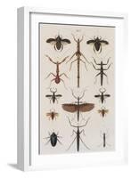 Insects, Seba's Thesaurus, 1734-Science Source-Framed Giclee Print