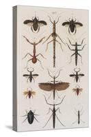 Insects, Seba's Thesaurus, 1734-Science Source-Stretched Canvas