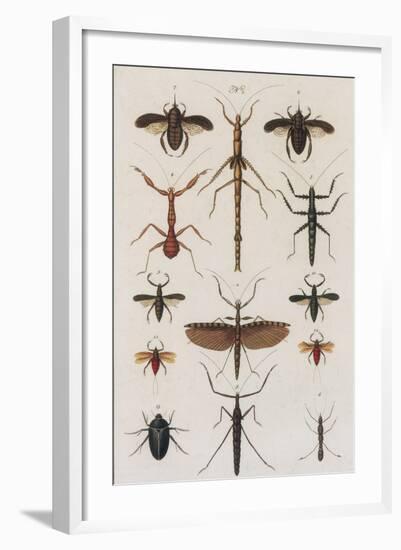 Insects, Seba's Thesaurus, 1734-Science Source-Framed Giclee Print