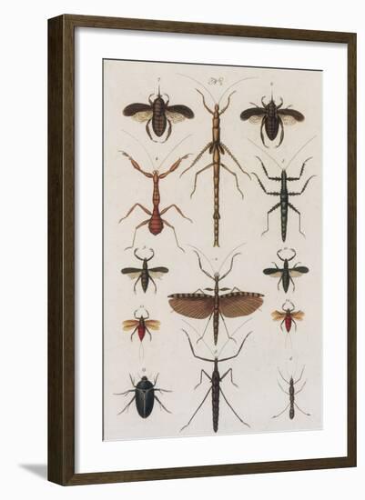 Insects, Seba's Thesaurus, 1734-Science Source-Framed Giclee Print