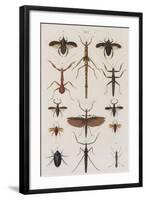 Insects, Seba's Thesaurus, 1734-Science Source-Framed Giclee Print