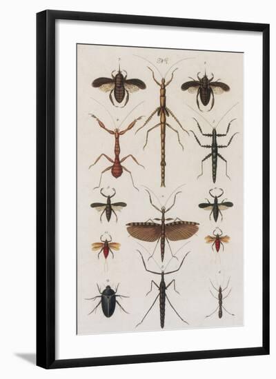 Insects, Seba's Thesaurus, 1734-Science Source-Framed Giclee Print